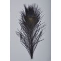 Silvergrey Peacock Plumes Black