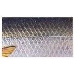 Savage Gear 3D Roach Glider 18cm/65g 01 - Roach
