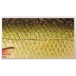 Savage Gear 3D Roach Glider 18cm/65g 02- Rudd