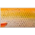 Savage Gear 3D Roach Glider 18cm/65g 06 - Goldfish
