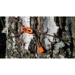Bushmen Ultralight Tensioning Cords Orange