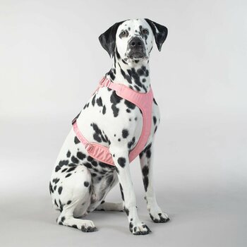 Paikka Visibility Harness for Dogs, Pink, XS
