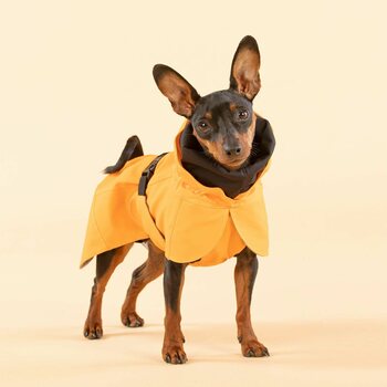 Paikka Recovery Raincoat for Dogs, Orange, 30
