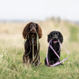 Non-stop Dogwear Trail Quest Leash Rachel Pohl