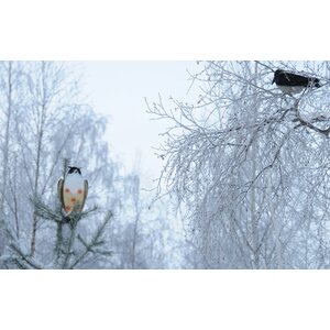 Live Decoys Owl