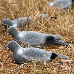 Live Decoys Pigeon fullbody