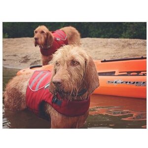 Ruffwear K-9 Float Coat