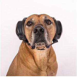MuttMuffs Ear protection for dog