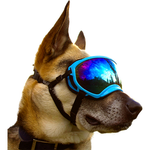 Rex Specs Dog Goggle - Black