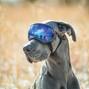 Rex Specs Dog Goggle - Black