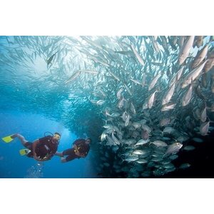 PADI Special offer: Enriched Air Diver (Nitrox) -limited amount!