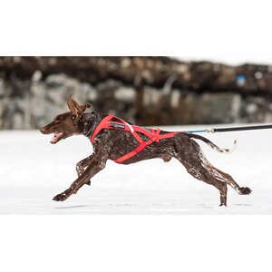 Non-stop Dogwear Combined harness