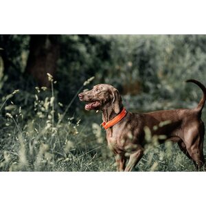 Non-stop Dogwear Safe Collar