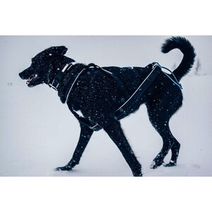 Non-stop Dogwear Polar Klick panta