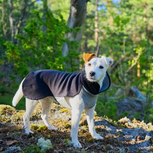 Paikka Recovery Winter Shirt for Dogs