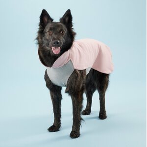 Paikka Recovery Winter Shirt for Dogs