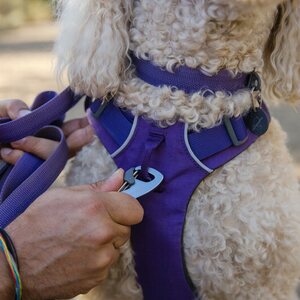 Ruffwear Front Range Leash