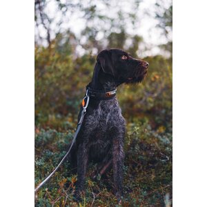 Non-stop Dogwear Rock Adjustable Collar