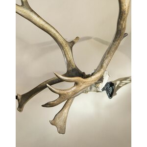 Skull Hooker Bone Bracket XXL