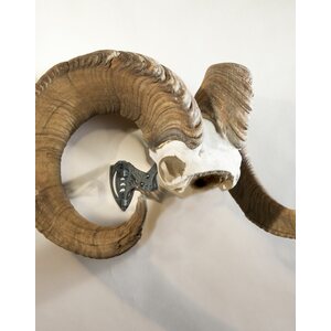 Skull Hooker Bone Bracket XXL