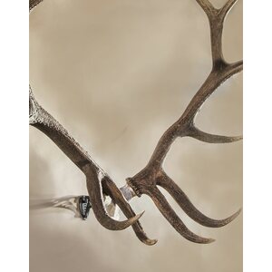 Skull Hooker Bone Bracket XXL