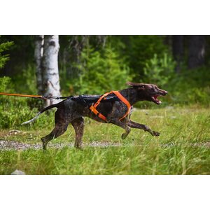 Non-stop Dogwear Freemotion 5.0 Harness