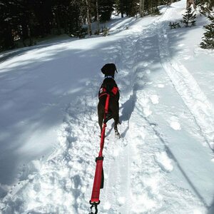 Fido Pro Remi Runner Leash