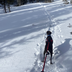 Fido Pro Remi Runner Leash