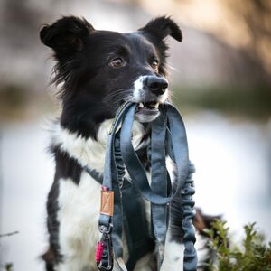 Seleverkstedet Rush Joring line