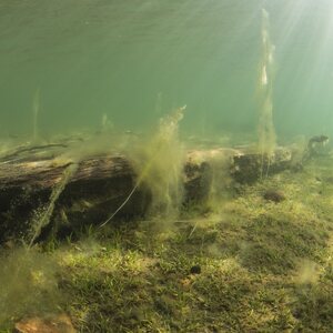 Sukelluskoulu Aalto PRIVATE Guided Shore Snorkeling
