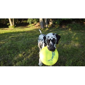 Aerobie Dogobie