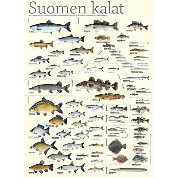 Sakke Yrjölä Suomen kalat -juliste, 50 x 70 cm (2015-2022)