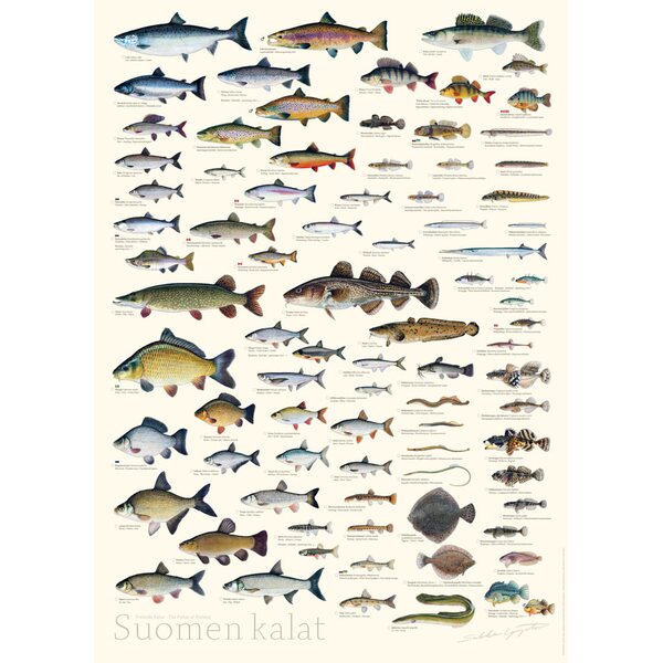 Sakke Yrjölä Finnish fish poster, 50 x 70 cm (2022-)
