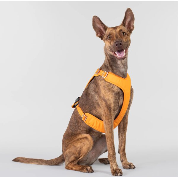 Paikka Visibility Harness for Dogs