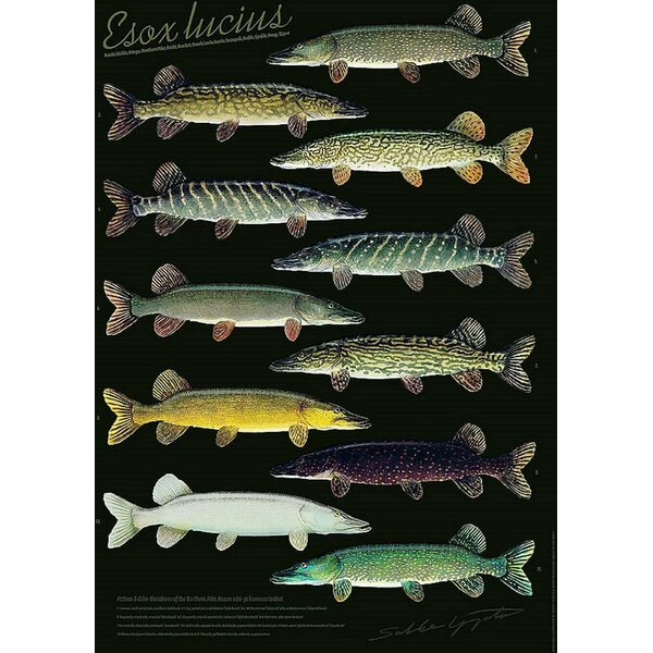 Sakke Yrjölä Hauen variaatiot (Hauki Esox lucius) -juliste, 50 x 70 cm