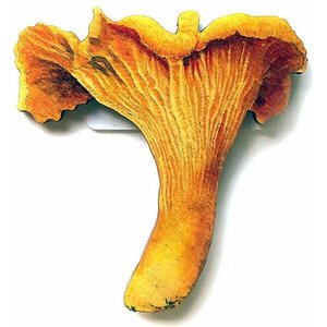 Pilzesuchen